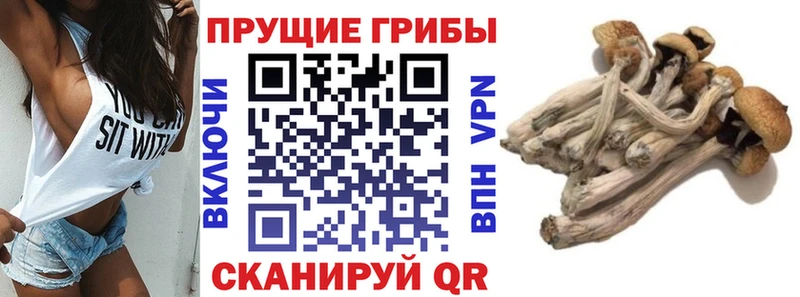Галлюциногенные грибы GOLDEN TEACHER Боровичи